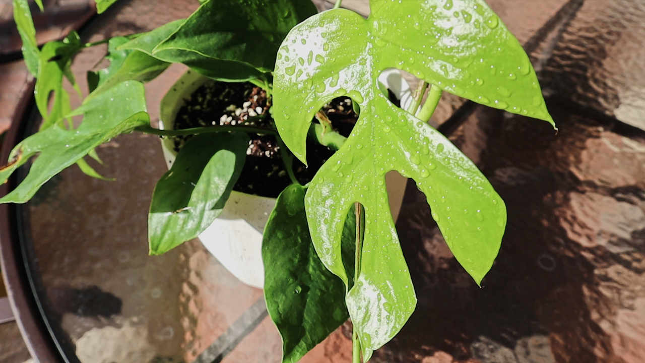 Quarantine, Plant Care, & Baking | Weekly Vlog: March 30 – April 4, 2020