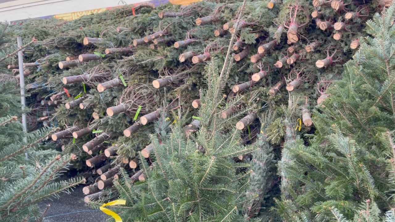 Christmas Tree Shopping, Nature Walks, & Snow Fall | Weekly Vlogs: November 30 – December 6, 2020